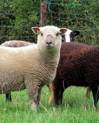 schapen in een wei